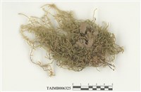 藏品(蔓苔科)的圖片